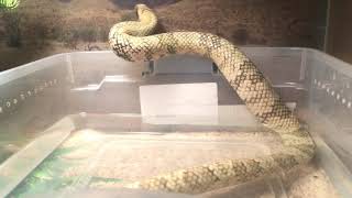 False water cobra taking a bath