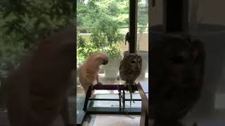 Cute parrot palying with owl 🥰 🥰 🥰  #Shorts