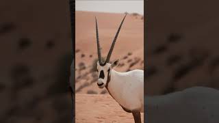 ORYX ÁRABE #shorts #curiosidades #animals #shortsyoutube #animais #fatos #short