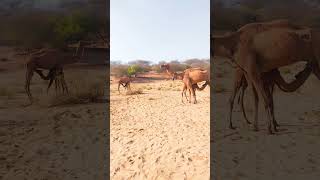 #camel #viral