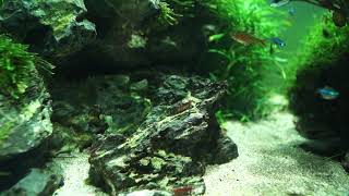 Aquascaping - akwarium naturalne 70x40x35cm