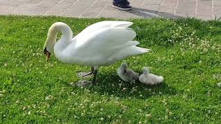 Love and Tenderness - Baby Swans