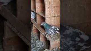 #pigeon #kabutar #youtubeshorts #viral #shorts