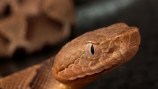 Copperhead Unboxing and Setup!!!! *VENOMOUS*