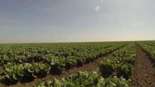 Marc Suderman #269 | Romaine lettuce | 3/13/13