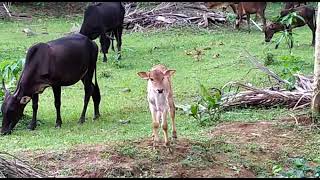 Extremely Cute Calf