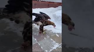 Вот эта реакция🦅😃Беркут охотится на самую разнообразную дичь весом от 0,4 до 5 кг