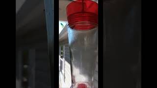 Honey Bees Drain Humming Bird Feeder in 2 days