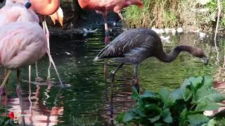 Jungvogel bei den Flamingos im Tierpark Berlin