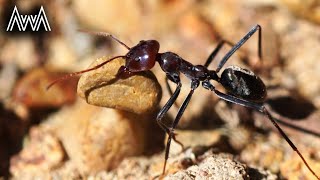 AwA Meat Ants (Iridomyrmex purpureus)