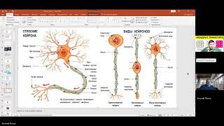 СИСТЕМЫ ОРГАНИЗМА - 9 часть  НЕРВНАЯ СИСТЕМА  Евгений Попов  Сергей Снисаренко