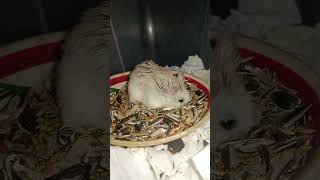 Beautiful small pets _ Cute and lovely pets hamster (3)