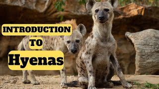 Introduction to Hyenas