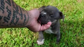 Russ’s male 6 weeks old Baki x Tator Tot