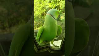 Parrot says Hello! Funny Parrot peeping through the glass