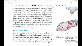 Kingdom Protista