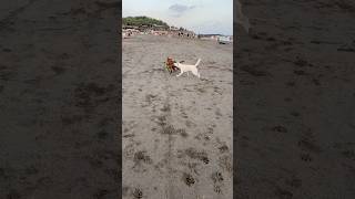 My Dog plays with a new friend at the beach