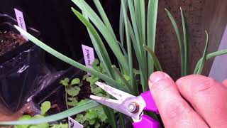 (Video 3) Harvesting from a 2X3 indoor garden, P. 2 of 3 | Indoor Gardens | 2021/2022