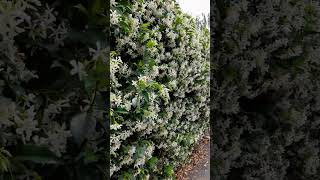 Jasmine full bloom#shorts #satisfying #asmr