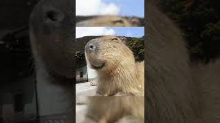 капибара #тихий55 #capybara #рекоминдации #капибара