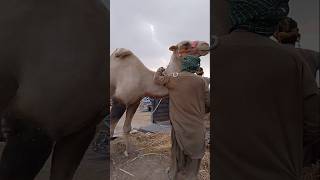 A Two-Humps Camel #ytshorts #animalslover #camellife #camelculture #viralshorts #foryou #explore