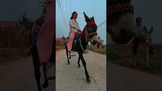 Funniest Donkey Ever! Donkey Training the fun way! 107