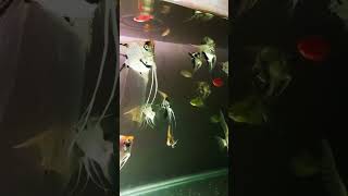 #angelfish #short #angelfishbabies #mainroyaan #lofi 15/11/2022