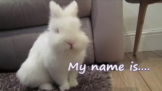 New Bunny NAME REVEAL!