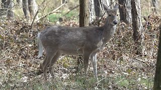 Jelenec běloocasý také jelenec virginský (Odocoileus virginianus)