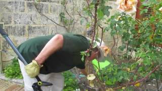 Peter , Sam and Marcia , rosepruning 2017