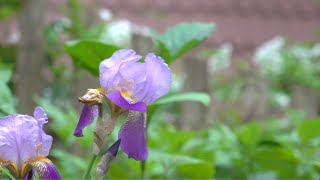 Growing garden