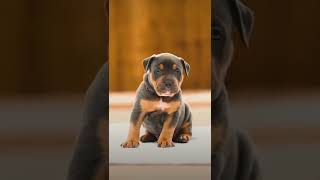 American bully #shorts #trending