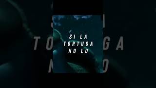 Si la tortuga no lo elige