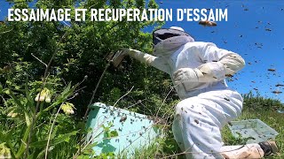 Essaimage et récupération d'essaim