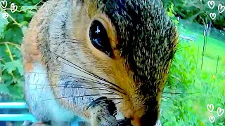 Squirrelcam Saturday: Squirrels: The TRUE Masters of Stealth