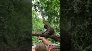 Funny group of Monkey Specail Clips  #shortvideos #Funnyvidoes #shortvideoformonkey 57