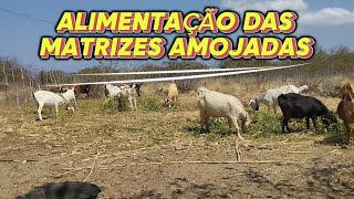 CARREGANDO RAÇÃO E BOTANDO PARA AS MATRIZES!