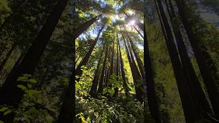 Majestic Redwoods #trees #forest #nature #explore #outdoors #travel #vanlife