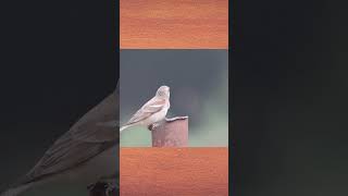 Southern Grey -Headed Sparrow singing astonished the Bird watcher #ytshorts #shorts  #birdsong