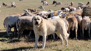 Turning A Few Goats Into Hundreds Of Sheep