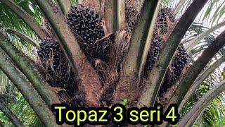 Sawit unggul topaz 3 seri 4