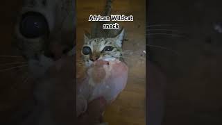 African wildcat snack #feline #cutespets #animal #cute #wildanimal #pets #animals #cats #cat #fyp