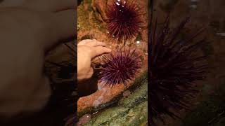 Sea urchin Seattle aquarium #ocean #nature #outdoors #shorts #viral #reels #fyp #nature #asmr