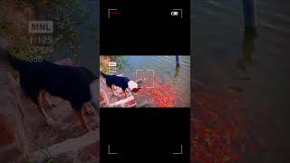 Puppy Attacked Koi Carp Pond |කොයි කාප්|මඩ පොකුණු|විසිතුරු මසුන්| #PuppyVsFish #koicarp #shortvideo