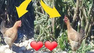 Funny Chickens!! Chicken Sounds | Hen Sound Effect