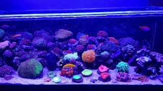 EZ200 reef with happy suncoral