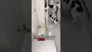 ELE FAZ ALGO INACREDITÁVEL SEMPRE QUE VOLTA DO PASSEIO! 😂 ELE GUARDA SUA COLEIRA #shorts animal