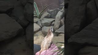 ❤️"A Day in the Life of a Meerkat" 🐱#meerkat #animal #wildlife