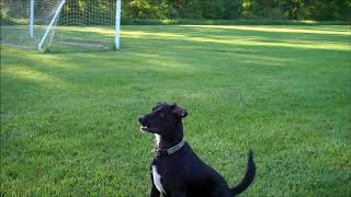 Grass Lake MI., Smokey and the Nerf bazooka 6-2-2019