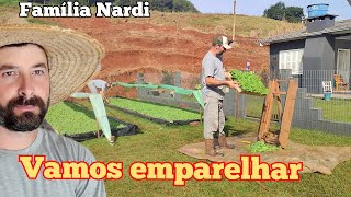 Emparelhando as mudas de fumo. Fazendo tratamento nas mudas de fumo.